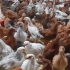 قیمت جوجه‌های دو ماهه محلی و مزایای پرورش آن‌ها در نور جوجههای دو ماهه