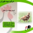 فروش جوجه مرغ مرندی فروش نیمچه مرغ پا به تخم در تهران جوجه مرغ مرندی
