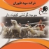 جوجه یک روزه راس ۳۰۸ جوجه گوشتی یک روزه طیور در تهران جوجه یک روزه