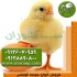 فروش جوجه یک روزه مرغ گوشتی جوجه یک روزه گوشتی در تهران فروش جوجه یک