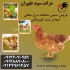 جوجه مرغ گلپایگانی فروش جوجه مرغ یک روزه طیور در تهران جوجه مرغ