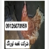 قیمت مرغ تخم گذار لوهمن قهوه ای فروش مرغ تخم گذار در تهران قیمت مرغ