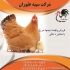 قیمت نیمچه مرغ محلی یک ماهه پرورشی در تهران قیمت نیمچه مرغ محلی یک ماهه