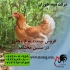 نیمچه گلپایگانی نیمچه ۴ ماهه گلپایگانی طیور در تهران نیمچه
