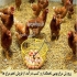 پرورش مرغ بومی تخمگذار طیور در تهران فروش مرغ بومی تخمگذار با تولید
