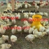 صادرات جوجه گوشتی به افغانستان طیور در تهران صادرات جوجه گوشتی