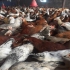 جوجه مرغ نیمچه محلی گلپایگان طیور در تهران جوجه مرغ نیمچه محلی