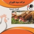 از سودآوری تا آموزش قیمت نیمچه مرغ محلی طیور در تهران از سودآوری تا