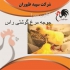 جوجه مرغ گوشتی جوجه مرغ گوشتی یک روزه طیور در تهران جوجه مرغ گوشتی