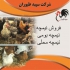 قیمت نیمچه مرغ محلی خرید نیمچه محلی طیور در تهران قیمت نیمچه مرغ