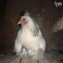 پرورش مرغ مادر تخم گذار به ساده ترین روش و پر سود در تهران پرورش مرغ