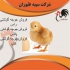 خرید و فروش جوجه‌ مرغ گوشتی یک روزه با کیفیت برتر در تهران آغاز کنید
