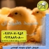 قیمت جوجه مرغ یک روزه به قیمت روز طیور در تهران قیمت جوجه مرغ یک روزه