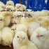 فروش جوجه یک روزه گوشتی جوجه گوشتی &#۱۶۰; طیور در تهران فروش جوجه یک