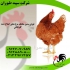 قیمت جوجه مرغ محلی فروش جوجه مرغ محلی طیور در تهران قیمت جوجه مرغ