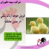 تولید کننده جوجه اردک جوجه اردک پرورشی طیور در تهران تولید کننده