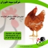 فروش مرغ&#۱۶۰;قیمت مناسب و ارسال به سراسر کشور در تهران فروش مرغ