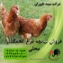 فروش جوجه مرغ مرندی فروش نیمچه مرغ پا به تخم در تهران جوجه مرغ مرندی