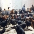 فروش نیمچه مرغ محلی نیمچه گلپایگان طیور در تهران فروش جوجه مرغ بومی