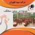 قیمت نیمچه مرغ محلی خرید نیمچه محلی طیور در تهران قیمت نیمچه مرغ