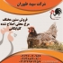 قیمت جوجه مرغ محلی فروش جوجه مرغ محلی طیور در تهران قیمت جوجه مرغ