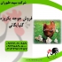 جوجه یک روزه گلپایگانی جوجه گلپایگانی محلی در تهران جوجه یک روزه