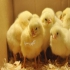 جوجه های یک روزه گوشتی راس شنبه و سه شنبه طیور در تهران جوجه گوشتی یک