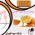 جوجه یکروزه گوشتی راس طیور در تهران جوجه یکروزه گوشتی راس جوجه یکروزه