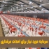 فروش جوجه یک روزه مرغ بومی تخم گذار نیمچه دو ماهه در تهران ارایه مرغ