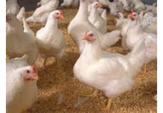 آموزش بهداشت و بیماری طیور آموزش خصوصی در تهران برگزاری دوره آموزشی