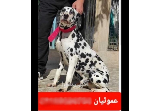 خرید و فروش سگ دالمیشن&#۱۶۰; دالمیشن بالغ مو مخملی در کرج #128204 فروش