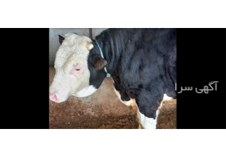 فروش ویژه گوساله دورگه سیمینتال و مونته بیلیارد با کیفیت عالی در ارومیه
