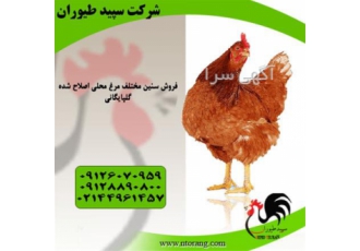 قیمت مرغ تخم گذار محلی با تخم گذاری بسیار بالا در تهران قیمت مرغ تخم
