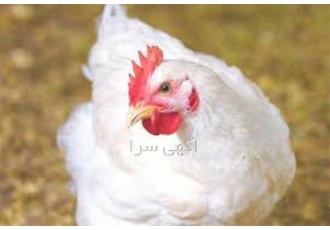 آموزش پرورش مرغ تخمگذار با مدرک معتبر در تهران آموزش تخصصی پرورش مرغ