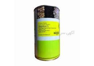 قیمت بذر پیاز مینروا بذر خوب و پرفروش در همدان ارائه نازل ترین قیمت
