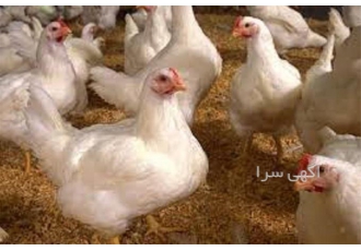 آموزش پرورش مرغ گوشتی و تخم گذار به صورت خصوصی