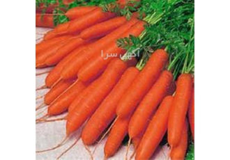 فروش بذر هویج ویلمورین پریستو