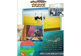 آموزش پرورش شترمرغ با استاد با تجربه در اصفهان آموزش پرورش شترمرغ