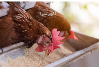 فروش دان آردی و دان گرانول و دان پلت تخمگذار در نور فروش دان آردی و دان