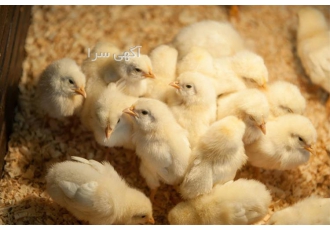 خرید جوجه یک روزه گوشتی از نژادهای مختلف در نور خرید جوجه یک روزه گوشتی