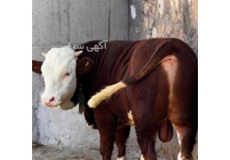 خرید و فروش دام زنده با تضمین کیفیت بالا در بندر ترکمن مزرعه دام ترکمن