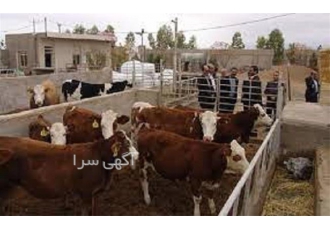 دوره آموزش پرورش گاو و گوساله با مدرک معتبر در تهران دوره آموزش پرورش