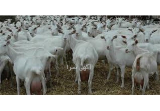 دوره آموزش پرورش بز شیری به صورت حضوری و آنلاین