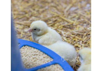 فروش خوراک طیور بومی و تخمگذار