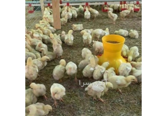 قیمت جوجه یکروزه گوشتی در تهران کلیه نژادهای جوجه با بهترین کیفیت