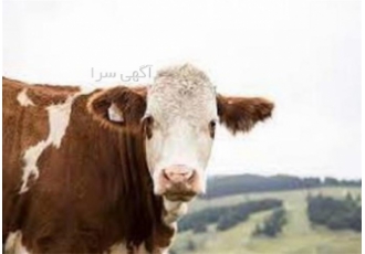خرید گوساله سیمینتال پرواری با بهترین قیمت و شرایط ویژه در بندر ترکمن