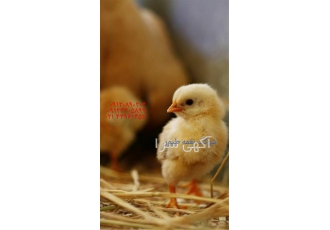 تهیه جوجه گوشتی قیمت جوجه گوشتی نغمه طیور در تهران تهیه جوجه گوشتی