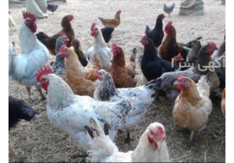 قیمت مرغ چهارماهه اصلاح نژاد شده محلی در نور قیمت مرغ 4 ماهه و مرغ