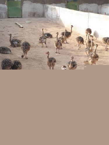 آموزش غذا خوردن با چاپستیک