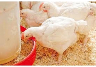 آموزش پرورش مرغ گوشتی از مبتدی تا پیشرفته با استاد مجرب آموزش پرورش مرغ گوشتی از مبتدی تا پیشرفته با استاد مجرب